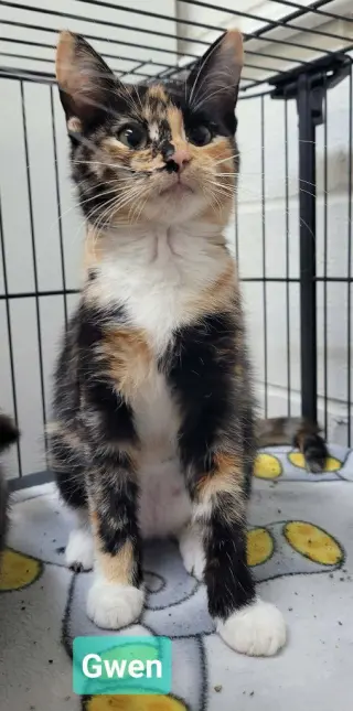 Gwen