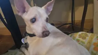 Vincent "Vinny" LaGuardia Gambini