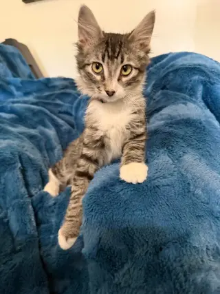 Snickers