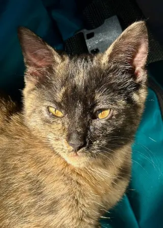Pixie Biscuit