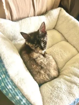 Pixie Biscuit