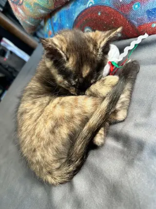 Pixie Biscuit