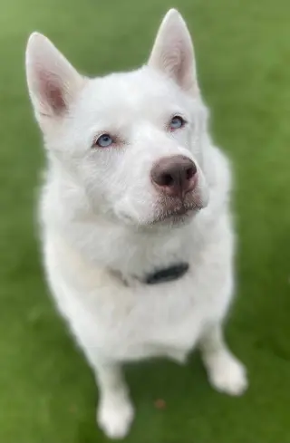 Maya