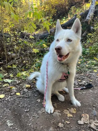 Maya