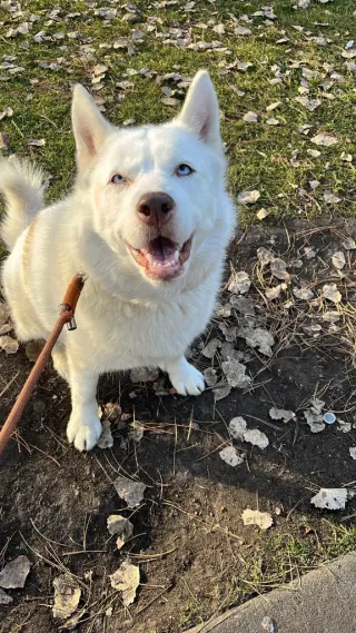 Maya