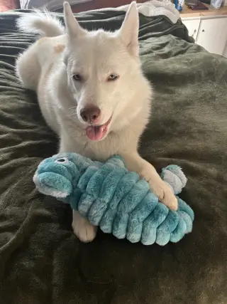 Maya