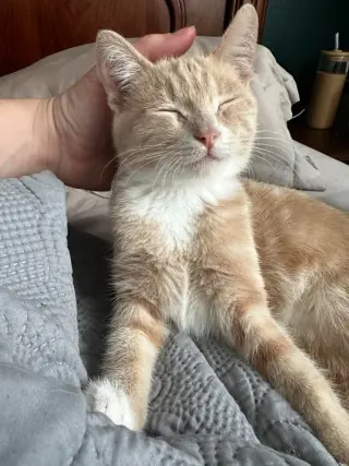 Ginger Snap