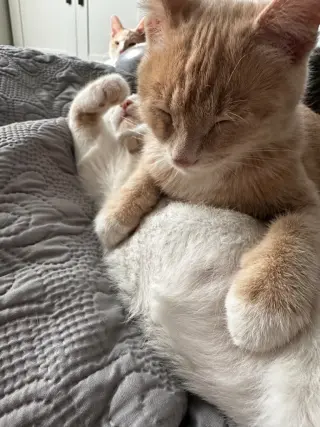 Ginger Snap