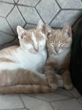 Ginger Snap