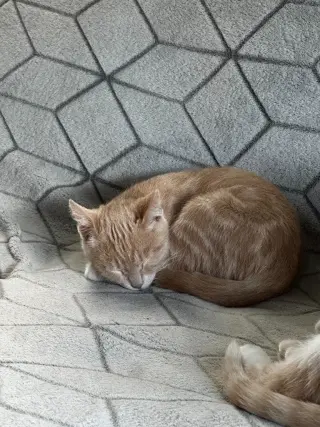 Ginger Snap