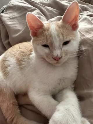 Baby Boo