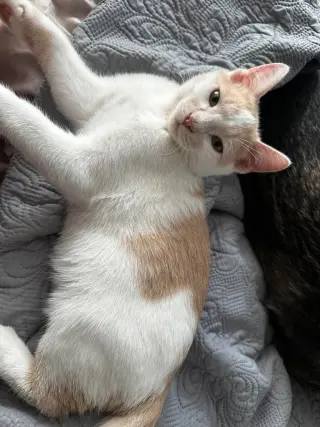 Baby Boo