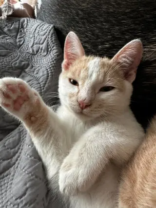 Baby Boo