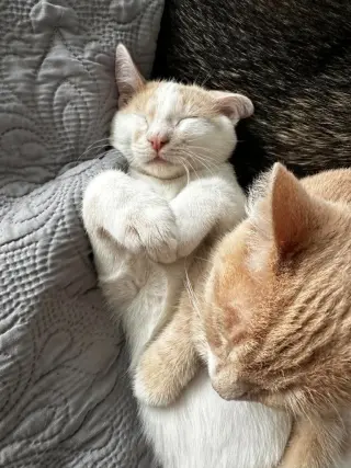 Baby Boo