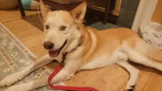 Ace