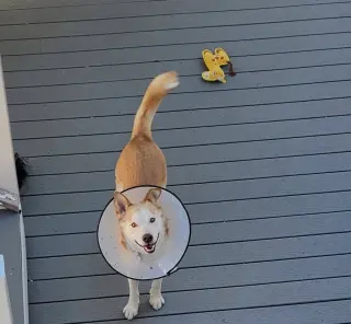 Ace