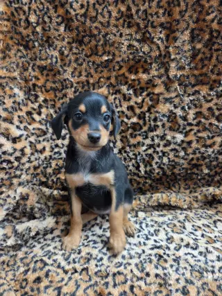Pixie