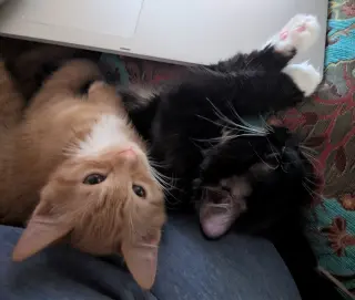 Buddy Brothers Newt and Jonesy