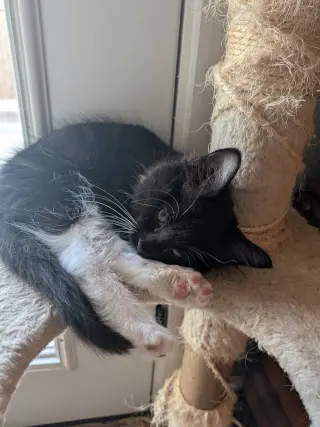 Buddy Brothers Newt and Jonesy