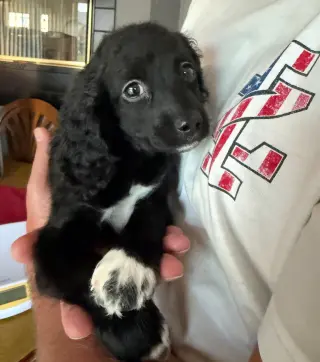 Oreo - ADOPTION IN PROCESS
