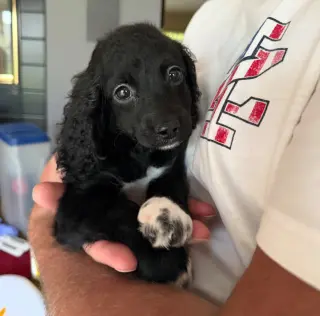 Oreo - ADOPTION IN PROCESS