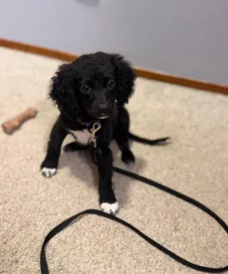 Oreo - ADOPTION IN PROCESS