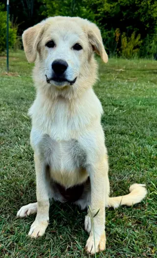 PUPPY TILLY