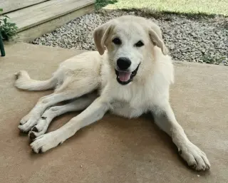 PUPPY TILLY