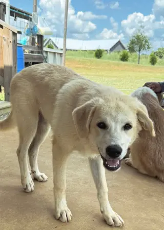 PUPPY TILLY