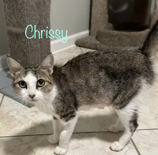 Chrissy