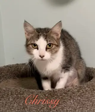 Chrissy