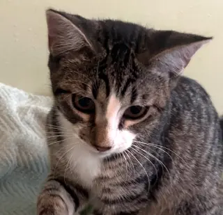Ace #cuddly-purrbaby