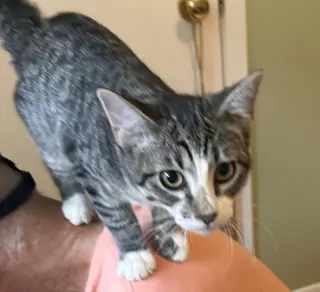 Ace #cuddly-purrbaby