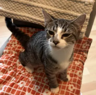 Ace #cuddly-purrbaby