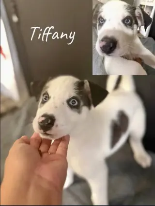 Tiffany