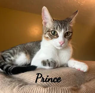 Prince #cool-calm-collected