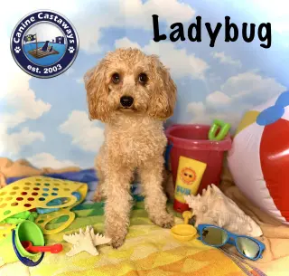 Ladybug