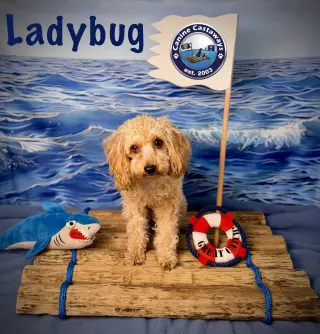 Ladybug