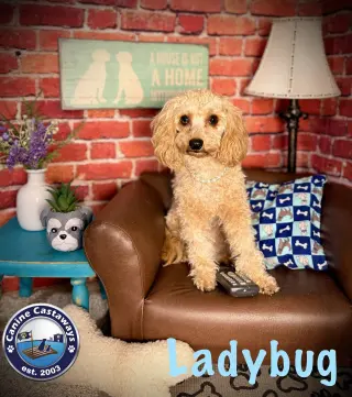 Ladybug