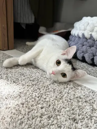 Cloudette