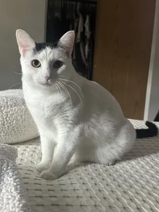 Cloudette