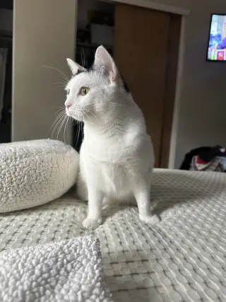 Cloudette