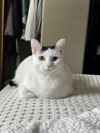 Cloudette