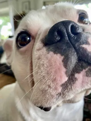 Oliver