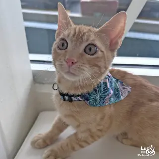 Matteo