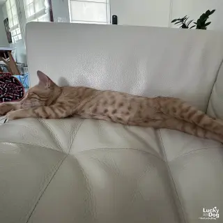 Matteo