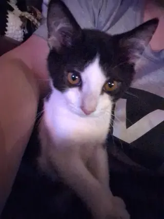 Alfredo