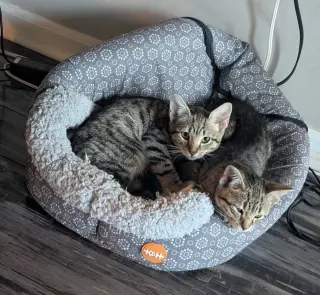 Tortilla (bonded to Muffins)