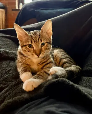 Muffins (bonded to Tortilla)
