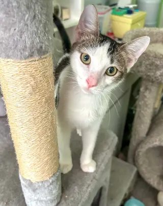 Loki